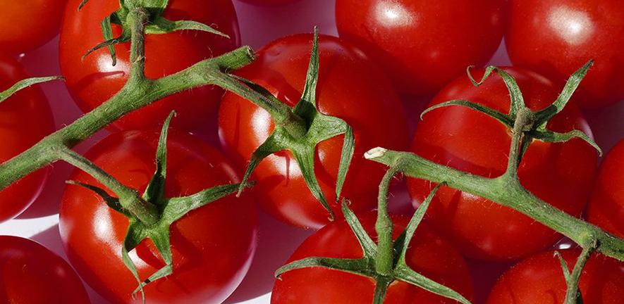 tomatoes
