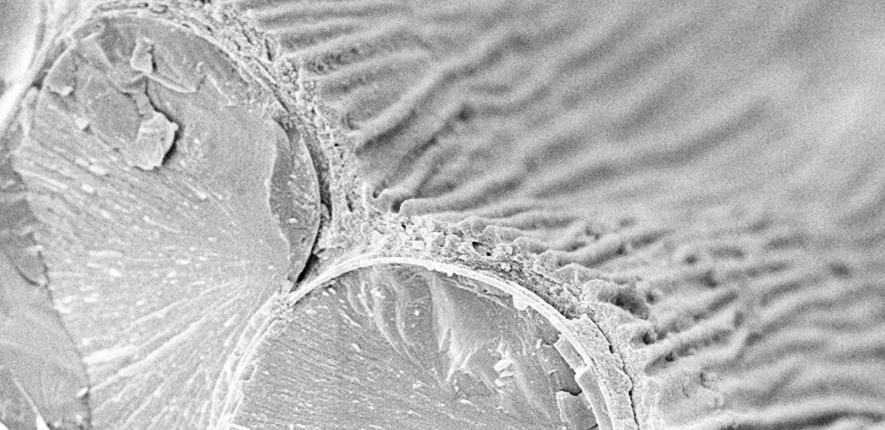 ransversal section of a Hibiscus trionium petal (CryoSEM). The adaxial epidermis cells have ridges on their surface.