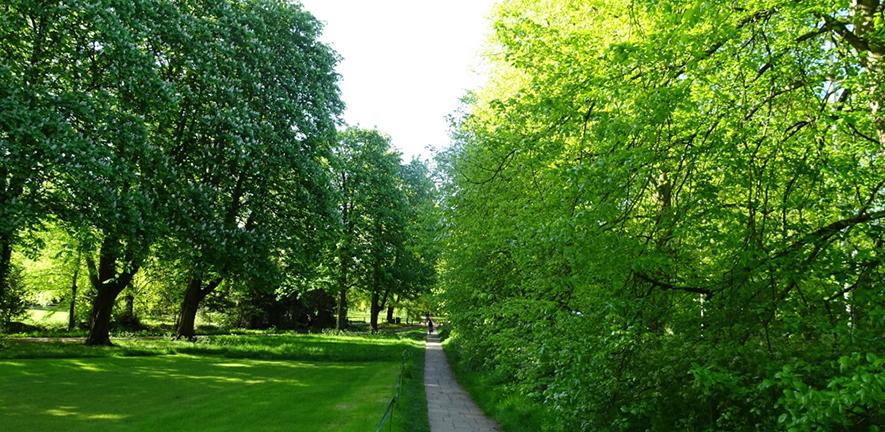 urban forest in a park