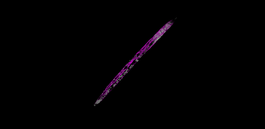 Confocal 3D projection of DAPI- and Phalloidin-labelling; image by Dr Alexis Sperling