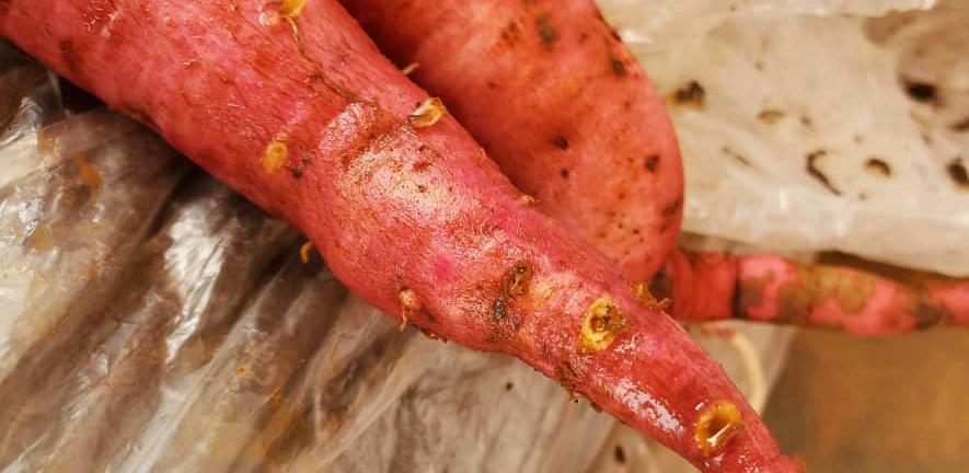 Sweet potato tuber infested with nematodes