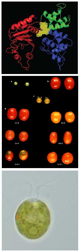 From top: 3D model of protein domain required for disease resistance; Hybrid tomato (Zamir (2001) Nature Reviews Genetics 2: 983-989); The alga Chlamydomonas reinhardtii used as a model for RNA silencing studies.