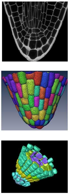 From top: 3D reconstruction of plant cell architecture (Jim Haseloff & John Runions); Marchantia polymorpha (Jim Haseloff).