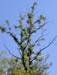 ash dieback tree