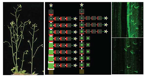 From left: Branching in Arabidopsis plants grown with high (left) or low (right) nitrate supply. Centre: Computational model of branch production for plants with low (left) or high (right) levels of the hormone strigolactone. Green indicates auxin levels,