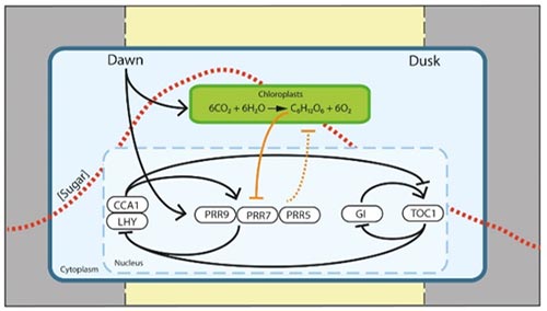 A molecular pathway by which sugars set the circadian oscillator to a metabolic dawn (Haydon et al., 2013 Nature 502, 689–692)