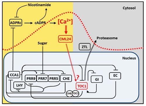 The role of Ca2+ in regulation of the circadian oscillator Reproduced from Marti et al., 2018 Nature Plants 4, 690-698