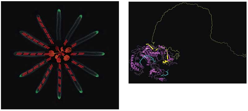 From left: Effects of RNA silencing -  A. Molnar and C. Melnyk; 3D model of Argonaute protein required for RNA silencing - B.Chung