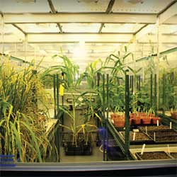 Inside one of the controlled-environment plant growth rooms