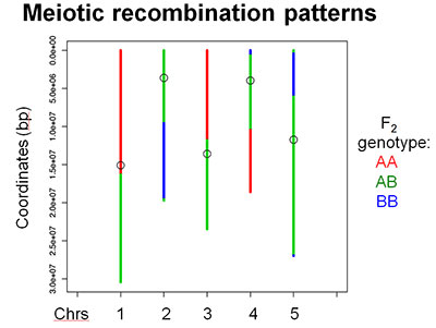 meiotic recombination patterns