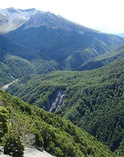 Nothofagus forests in New Zealand