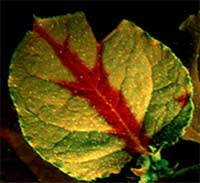 A signal of RNA silencing is moving out of the main vein of a leaf causing silencing of a green fluorescent protein transgene. The red chlorophyll fluorescence shows through in the silenced regions of the leaf. 