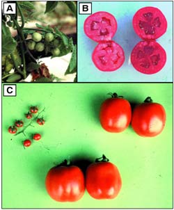 Phenotypic variation in relatives of tomato. Some of this variation may be due to the effects of siRNAs (picture from Tanksley and McCouch Science 277 (1997) 1063-1066) 