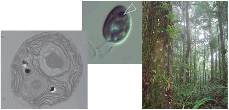 From left: TEM and confocal image of Chlamydomonas  reinhardtii with prominent pyrenoid in centre of chloroplast; upper montane rainforest with epiphytes in Trinidad.