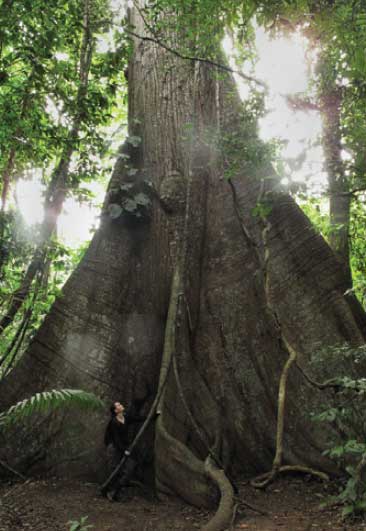 Tree measuring in Panama.