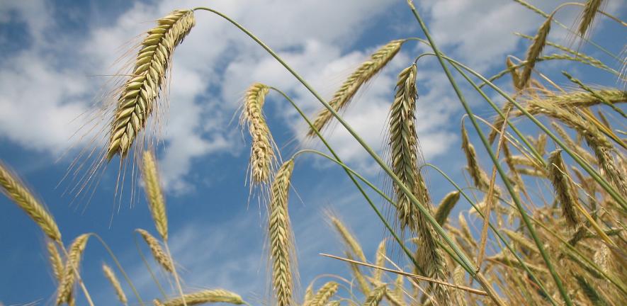 Wheat. Image credit: Pixabay