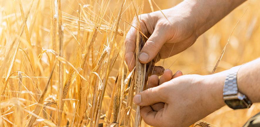 Scientists hands examine a barley spike