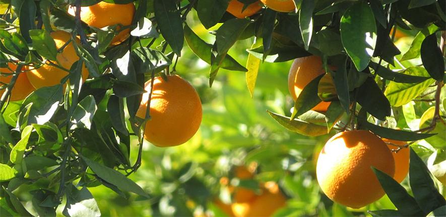 citrus orchards near segunto from wikicommons
