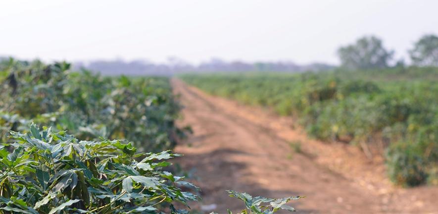 Cassava crop field in Sub-Saharan Africa