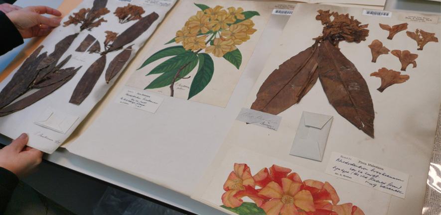 a book of historic plant samples with painted images of the plants