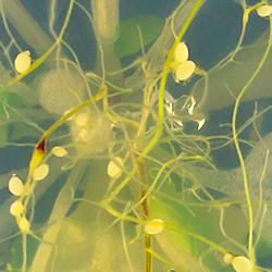 Arabidopsis thaliana plant infected with the cyst nematode Heterodera schachtii 