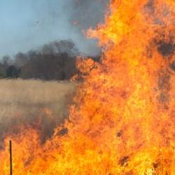 Read more at: Controlled burning of natural environments could help offset carbon emissions
