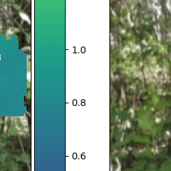 tree trunk diameter measurements by mobile phone images
