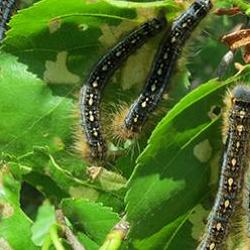 Read more at: Hungry caterpillars are contributing to carbon emissions