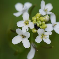 Read more at: Study shines a light into ‘black holes’ in the Arabidopsis genome