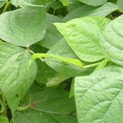 Phaseolus vulgaris bean plants in a field