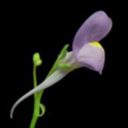 A flower that is lilac with a yellow spot in it centre and a white tail like spur for the bottom