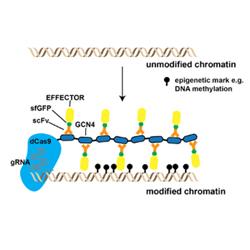 Diagram showing modified and unmodified chromatin