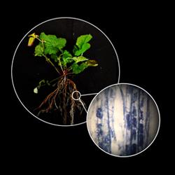 Two circles on a black back ground. One circle has a photo of a plant with its roots exposed. The second circle is a close up of the roots and shows the roots as if seen under a microscope. They have fungal hyphae which have been stained blue.  