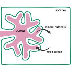 A cartoon drawing of a root cell and an invading fungus. There are two arrows one from the fungus to the cell labelled mineral nutrients and one from cell to the fungus labelled fixed carbon. 