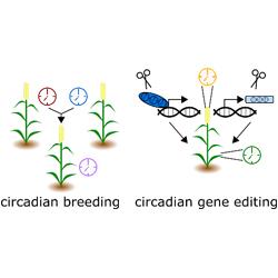 Two drawing of plants next to each other. one labelled Circadian Breeding the other Circadian Gene Editing 