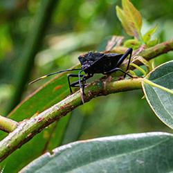 Pentatomid bug on a tree branch in a tropical forest