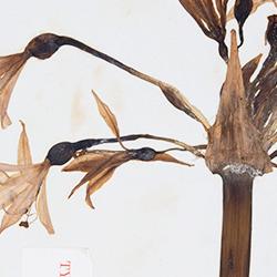 Type specimen of Amaryllis banksiana