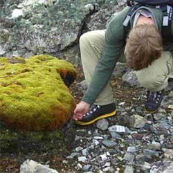 Plants and soil microbes respond to recent warming on the Antarctic Peninsula