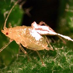 Viruses make plants too spicy for aphids