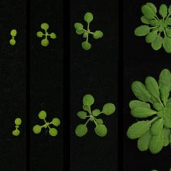 A new and unexpected metabolic pathway that underpins seedling establishment