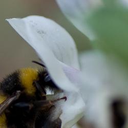 Breeding pollinator-friendly crops for the future