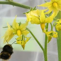 Virus attracts bumblebees to infected plants by changing scent