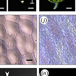 petal ridge formation composite image