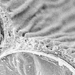 ransversal section of a Hibiscus trionium petal (CryoSEM). The adaxial epidermis cells have ridges on their surface.