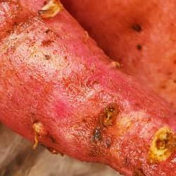 Sweet potato tuber infested with nematodes