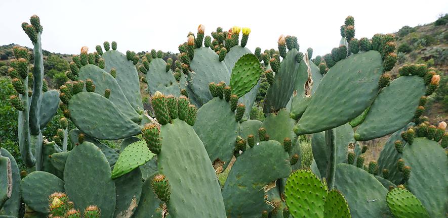Opuntia cacti in Arribes del Duero Natural Park in Spain