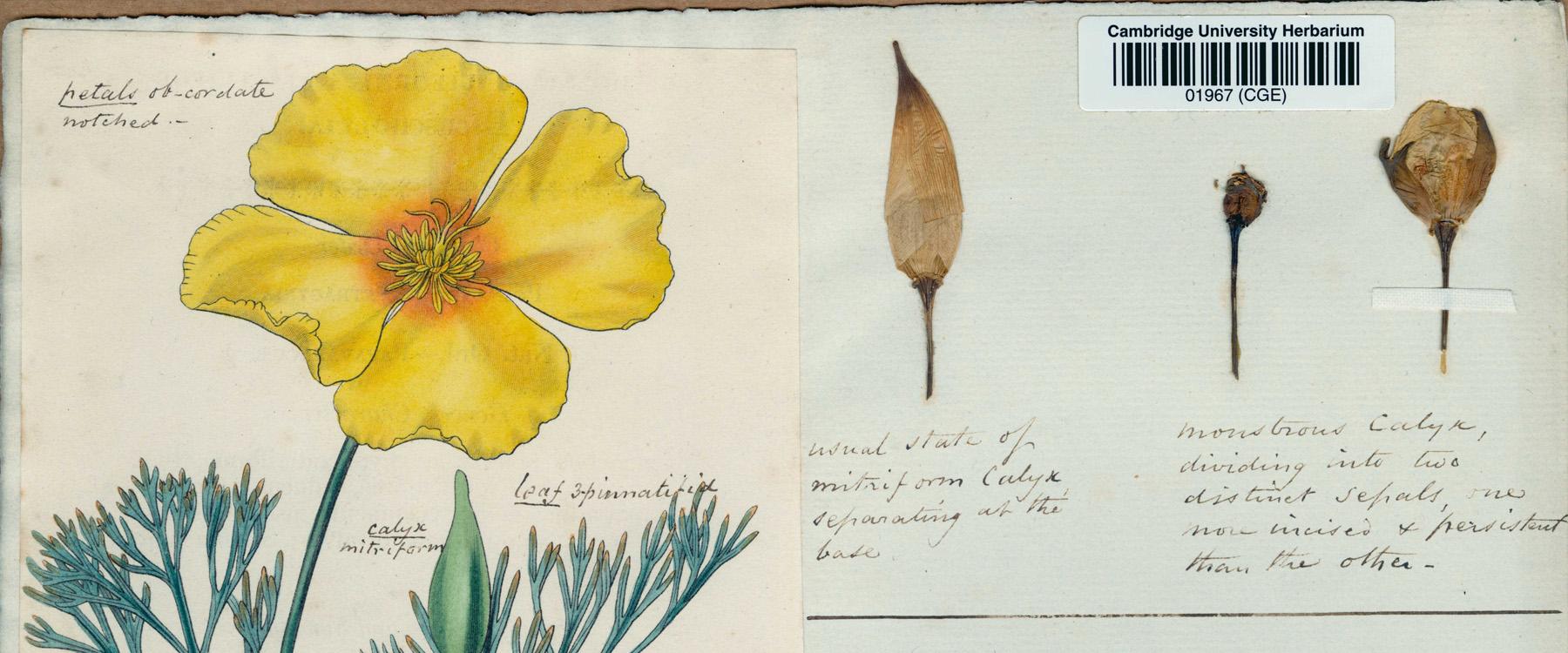 Herbarium entry, one side has a large painting of a yellow flower. The other samples of the flower heads.
