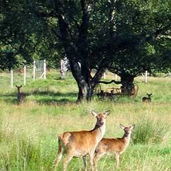 Predicting the spread of forest regeneration in response to deer management
