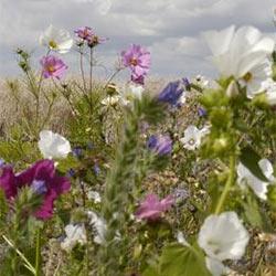 Flower seed mix to boost bee populations