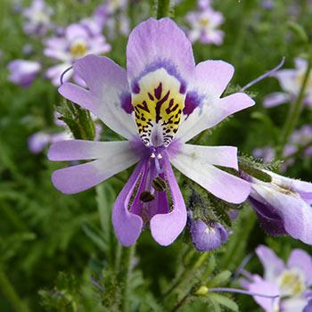 How floral development helps us understand floral evolution 